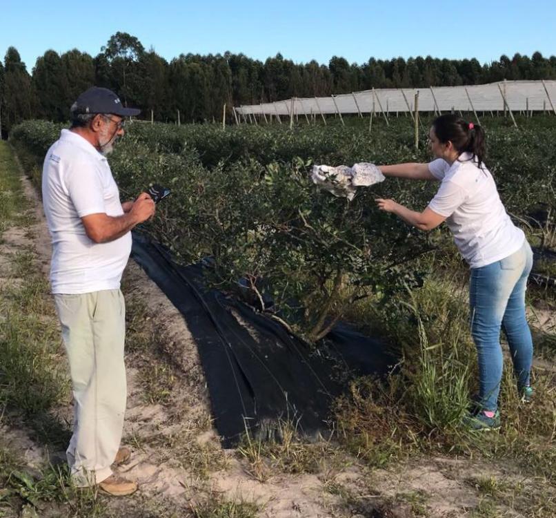 Implementan una nueva técnica de control de la mosca de la fruta en plantaciones de arándanos de la Mesopotamia